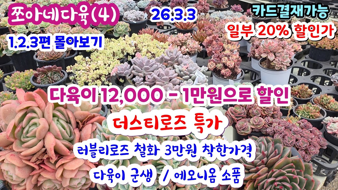 쪼아네다육(4) 1.2.3편 몰아보기 새로 입고된 다육이들 할인과 특가도 있어요