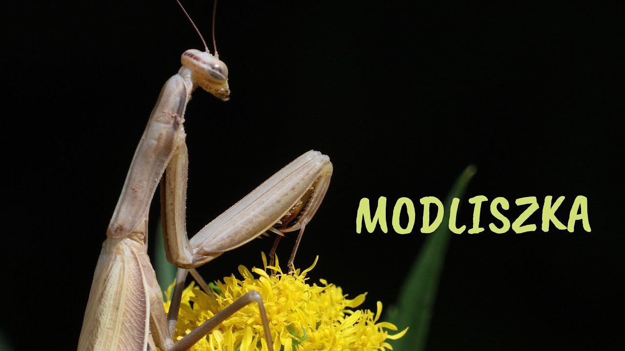 Modliszka zwyczajna Mantis religiosa. Z życia łąki.