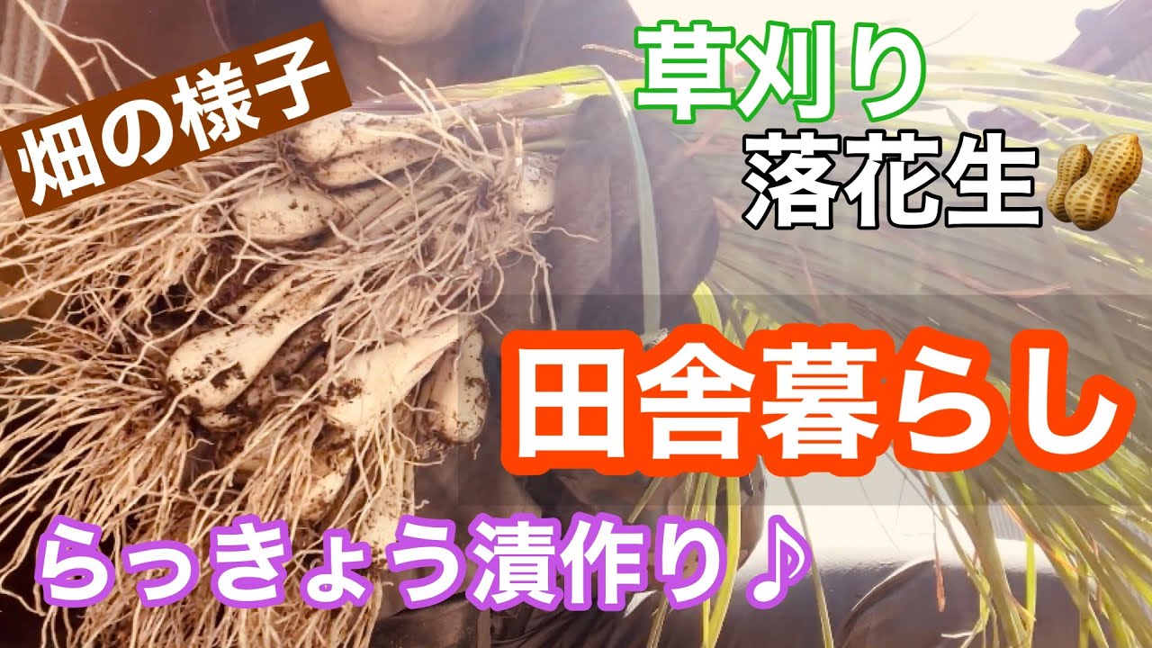 【田舎暮らし】畑の様子＆落花生種まきとらっきょう漬け作り♪105