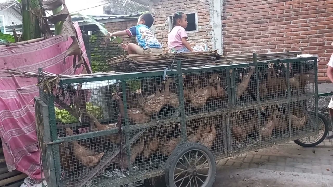 Angon bebek bareng cucu#ayam #duck #viral #bebek