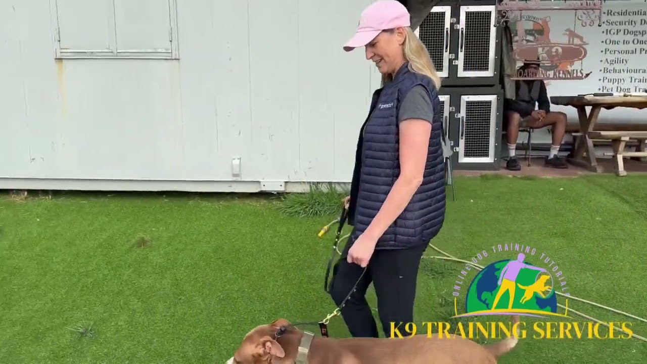 REACTIVE DOG TRANSFORMATION 🇬🇧🇬🇧🇬🇧💯💯🐕🐕🐕✅