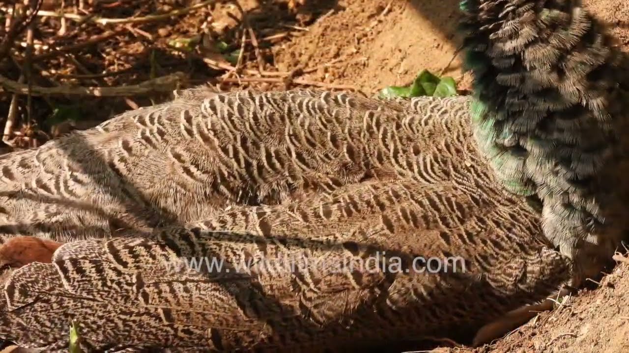 Peahen Camouflaged on Nest | Indian Peafowl Protecting Eggs