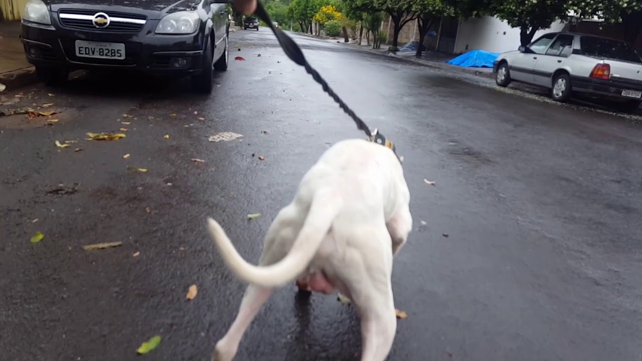 Passear com Pit Bull e Fácil veja como é Caminha com seu PIT BULL. #canalpitgameness #pitbull #game
