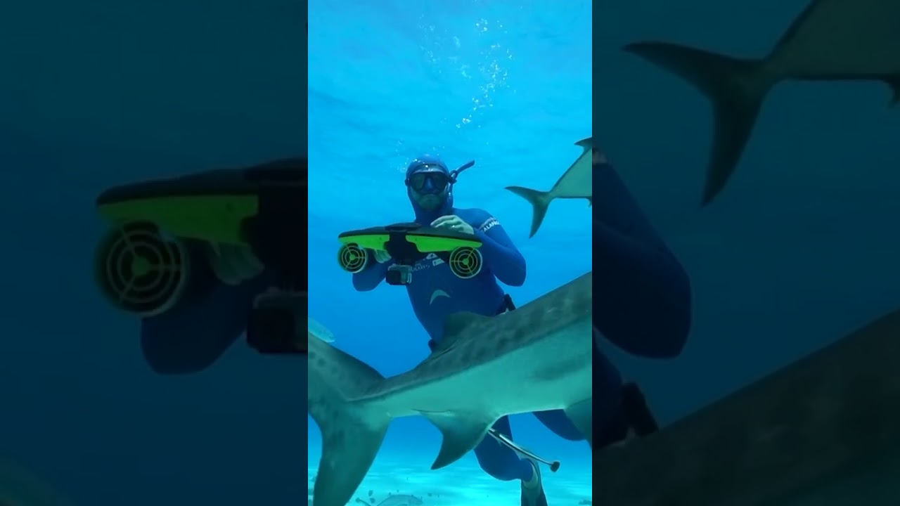 Rencontre entre un plongeur et des requins