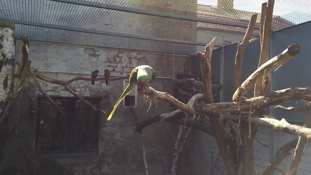 Gro&szlig;er Alexandersittich im Flug