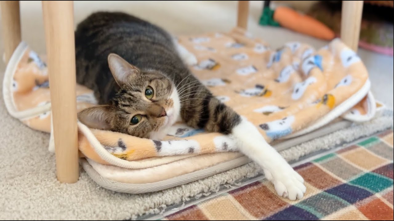 うちの猫徹底解説！他の猫と見分けられる？【ねむ通信Vol.85】