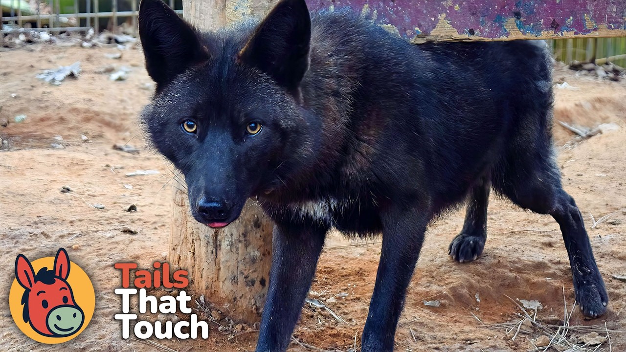 Friendly Coyote Goes House to House Looking for Dog Friends