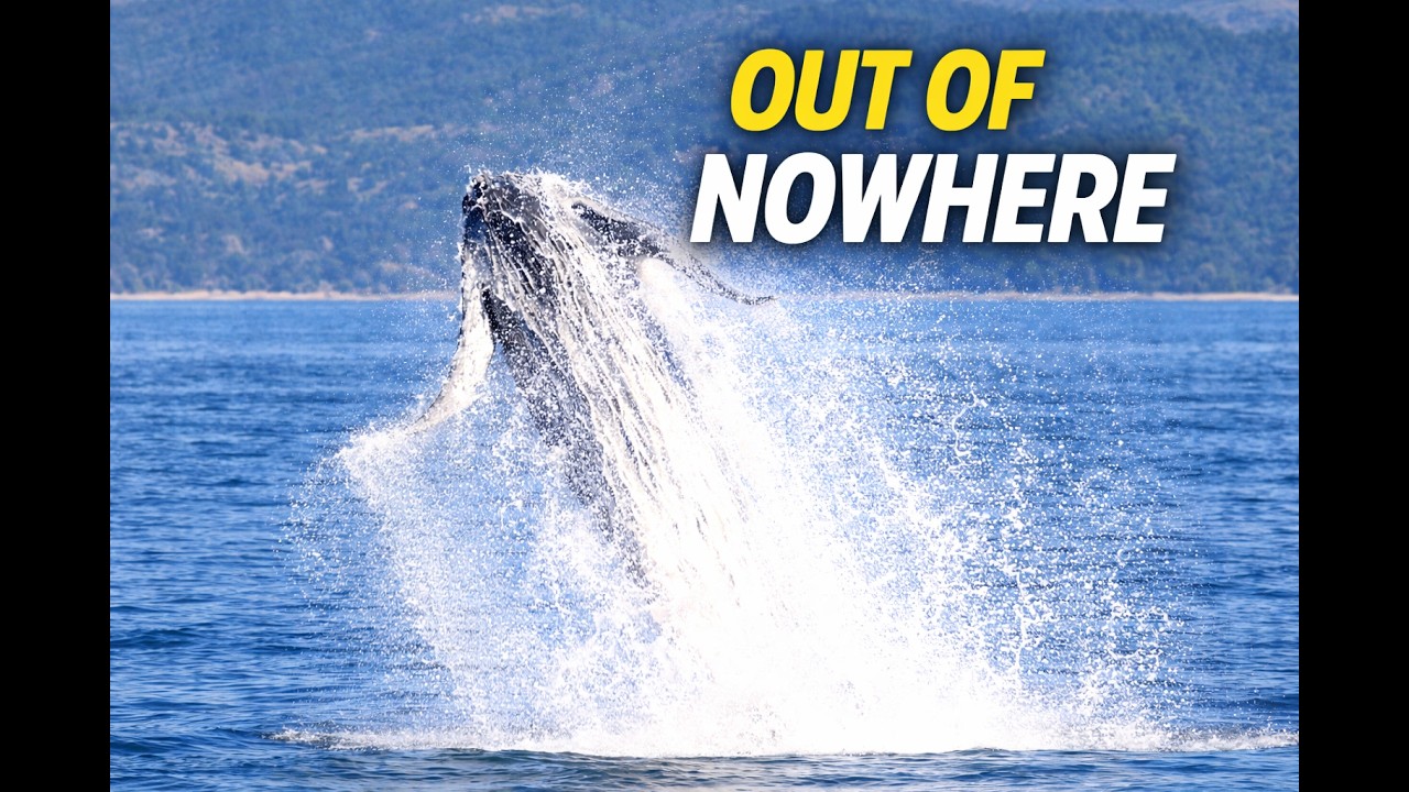 They Were Just Resting… Then This Happened | Humpback Mother & Calf