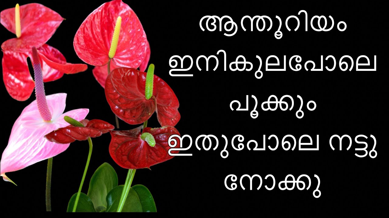 Hybrid anthurium care and potting method | anthurium | pottingmix |gardening