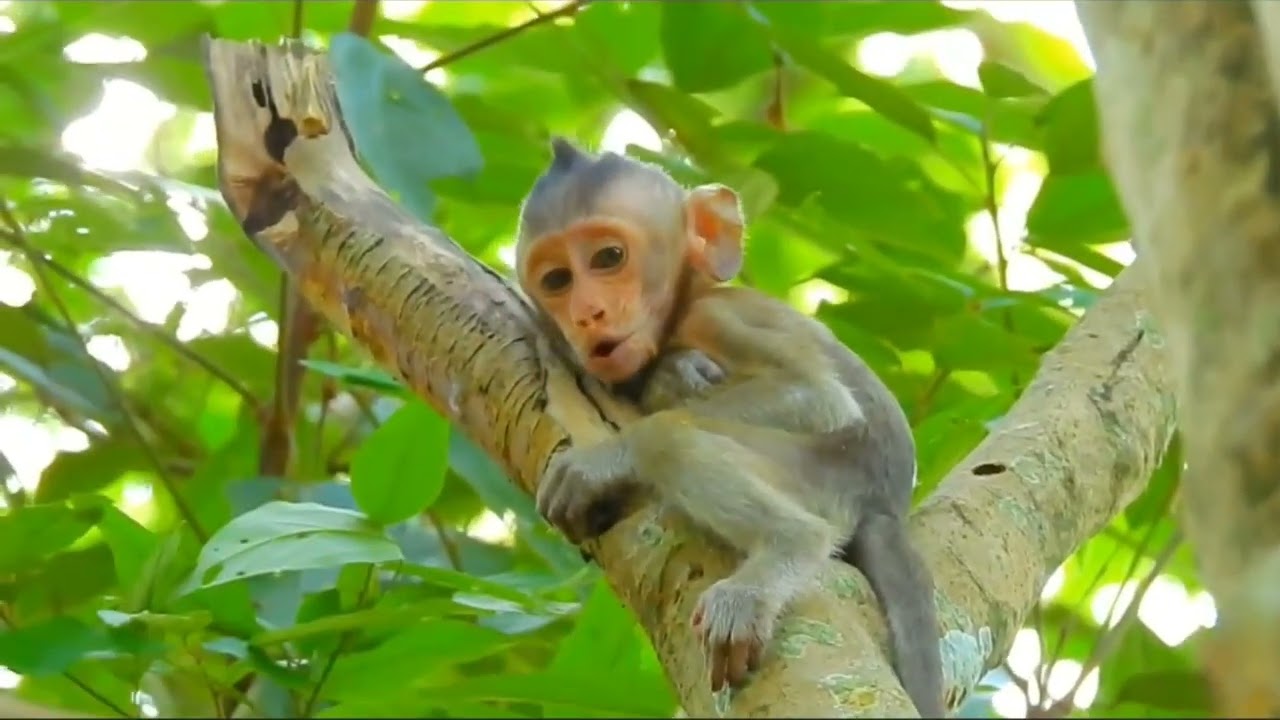 anak monyet kecil menangis dan menjerit karena diperlakukan dengan buruk oleh temannya