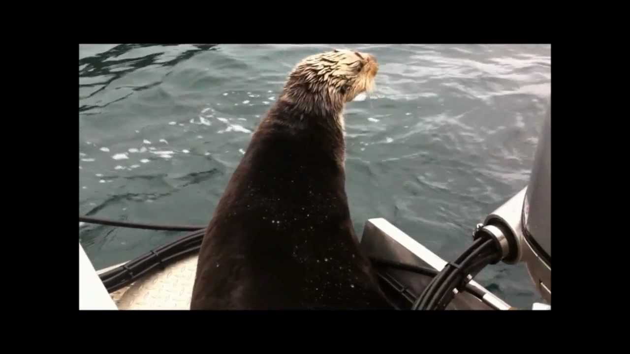 Alaska Killer Whales vs. Witty Otter