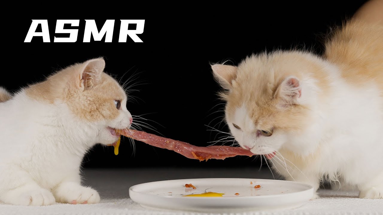 护食的小猫咪是会被抓走的