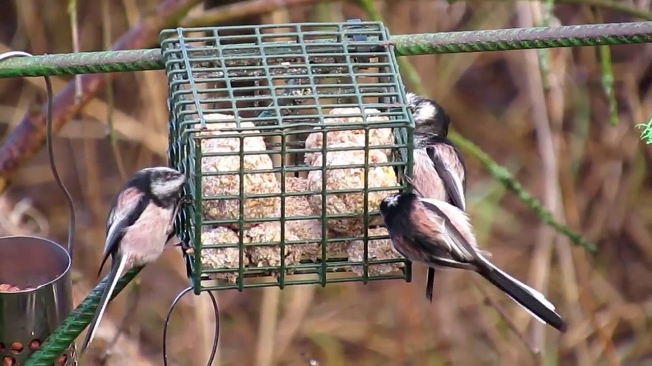 Making beef suet Fat Balls for wild birds