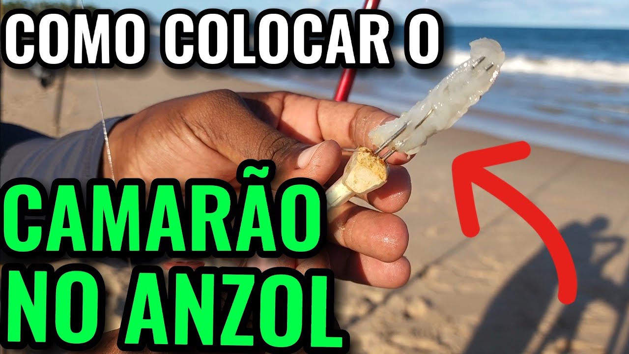 Como colocar o camarão no anzol