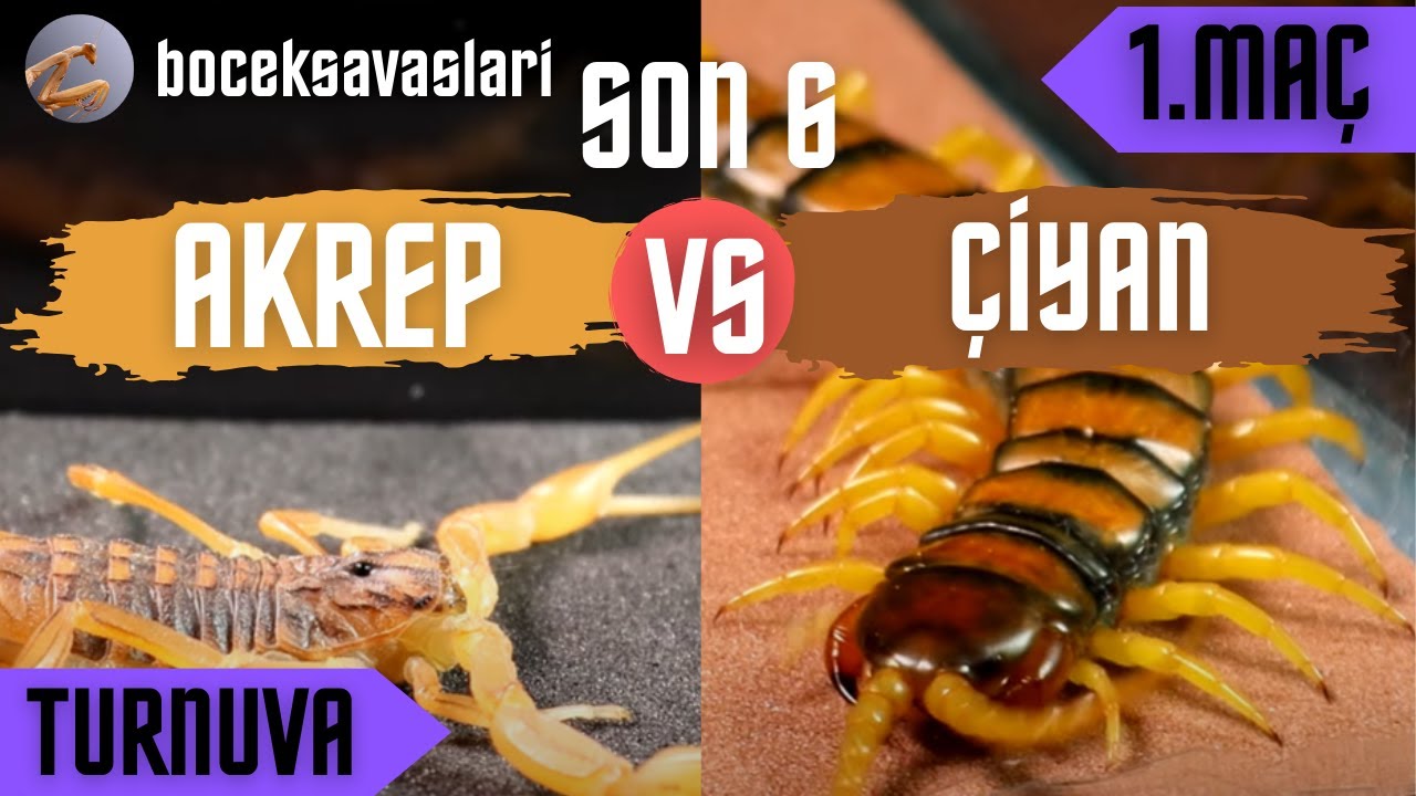 B&Ouml;CEK SAVAŞLARI TURNUVASI | SON 6 | 1.MA&Ccedil; | AKREP VS &Ccedil;İYAN