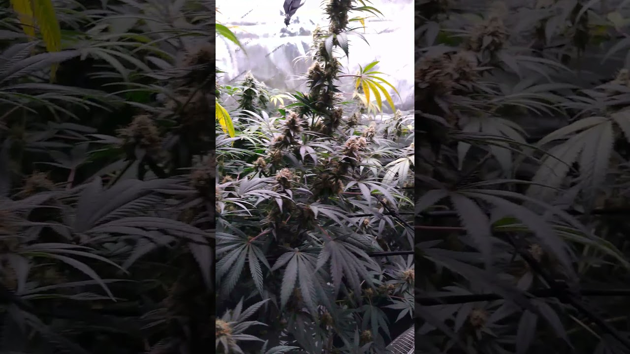 granddaddy purple kush.