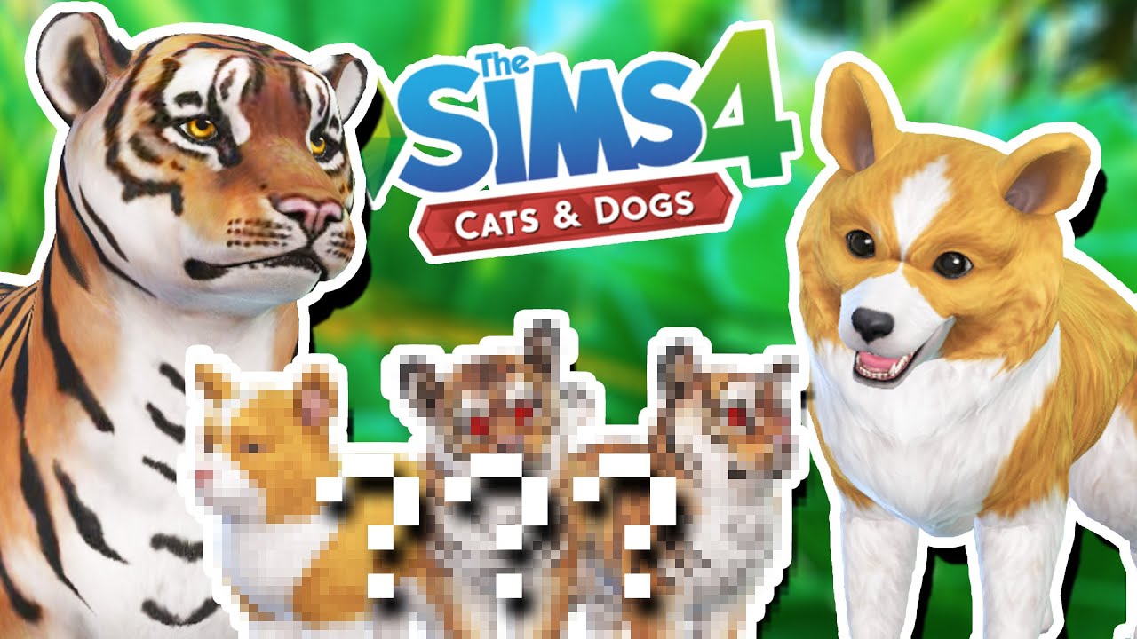 A Litter of TIGER x CORGI Babies?! 🐯💕🐶