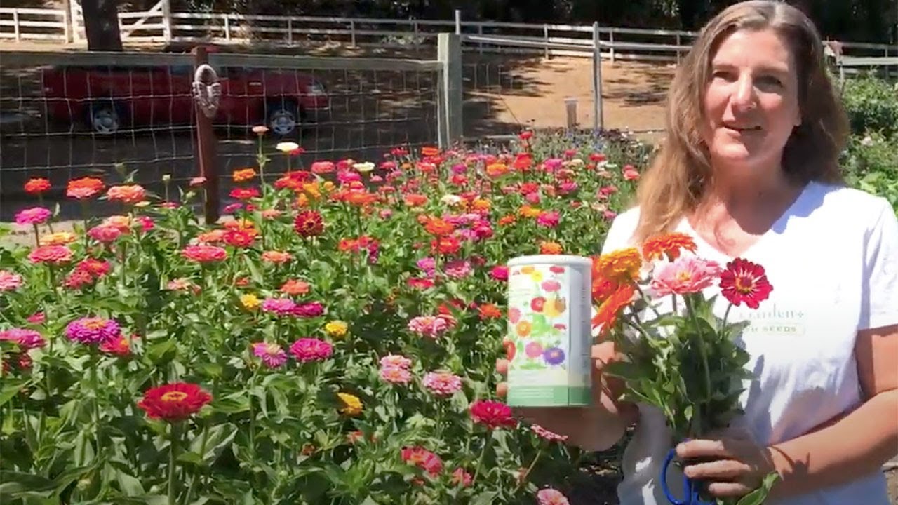 Как вырастить большие и красивые циннии из семян