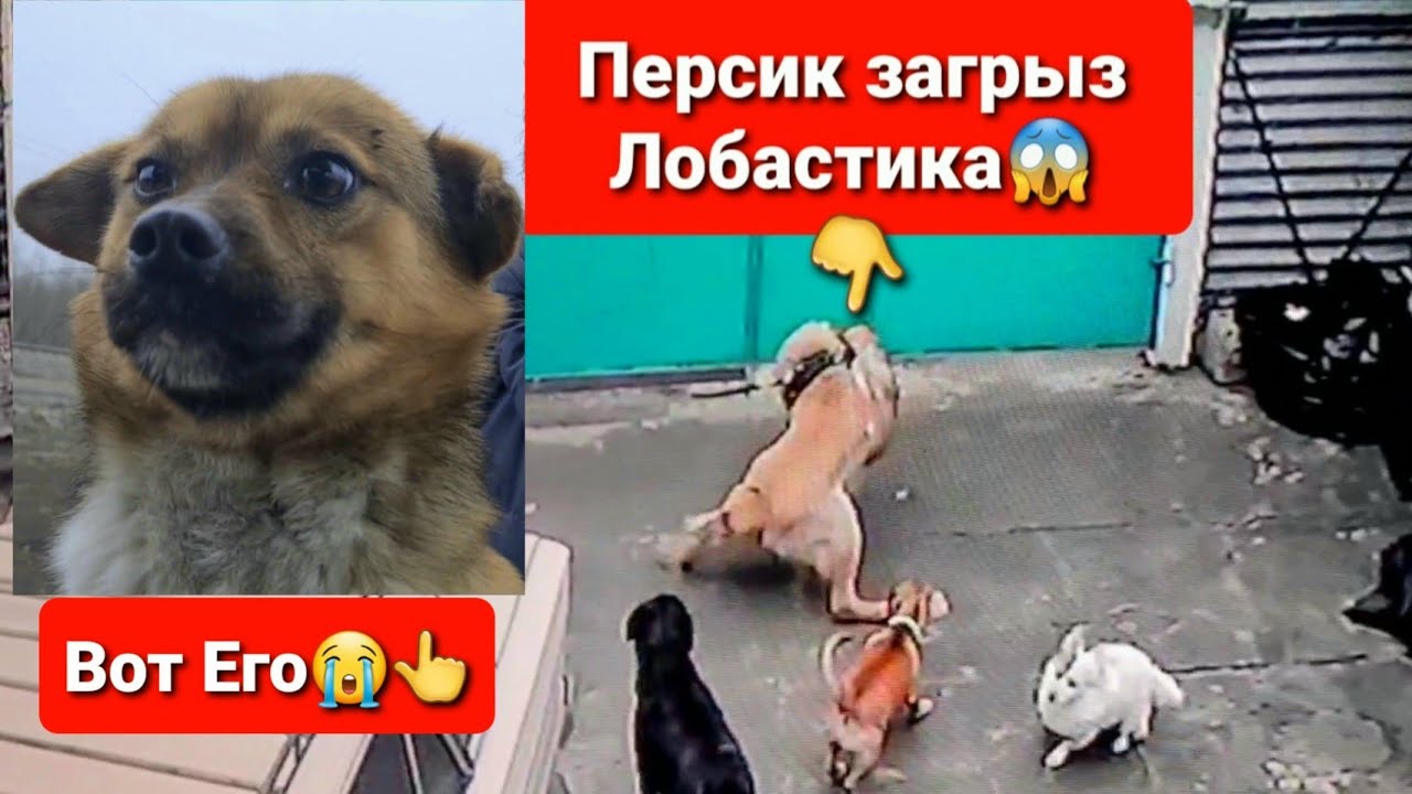 Персик загрыз подрбранного пса с трассы😱 Лобастика