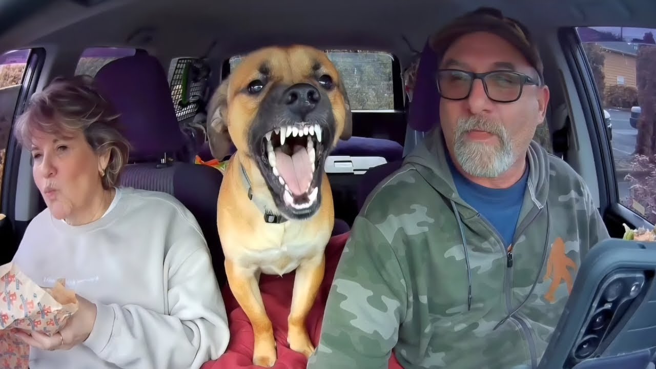When You Live with a Comedian Dog 😂 Funny Dog and Human Videos