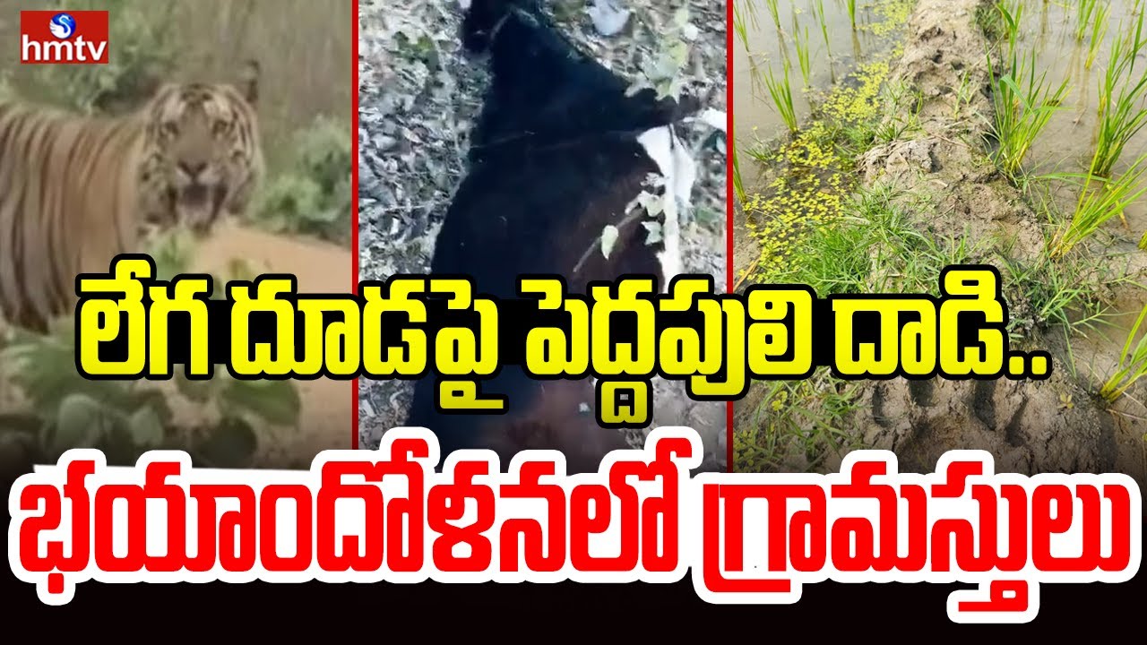 లేగ దూడపై పెద్దపులి దాడి.. భయాందోళనలో గ్రామస్తులు | Yadadri Bhuvanagiri District | Tiger Attacked |