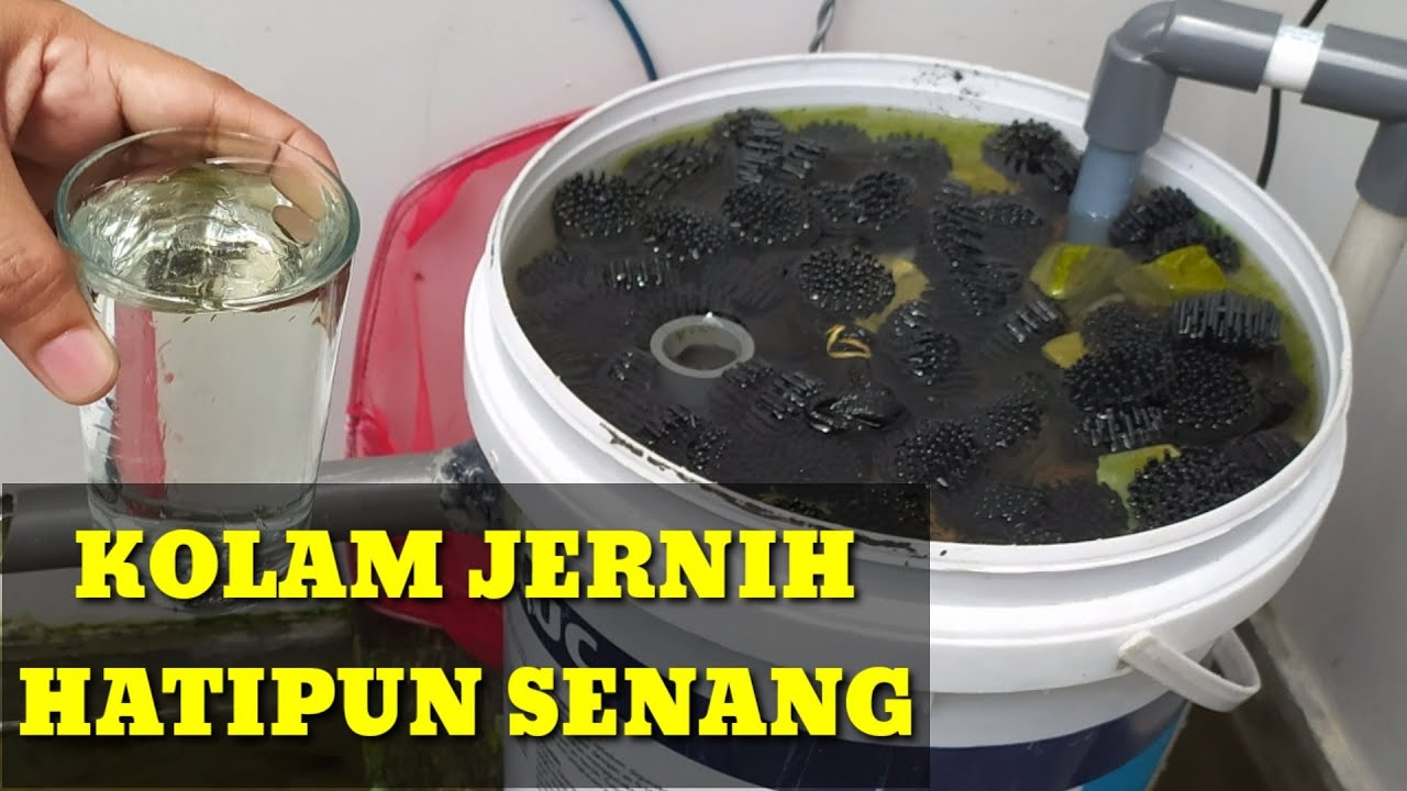 WOW INI HASILNYA FILTER DARI EMBER CAT BEKAS SETELAH SEBULAN RUNNING | FILTER KOLAM KOI MINIMALIS