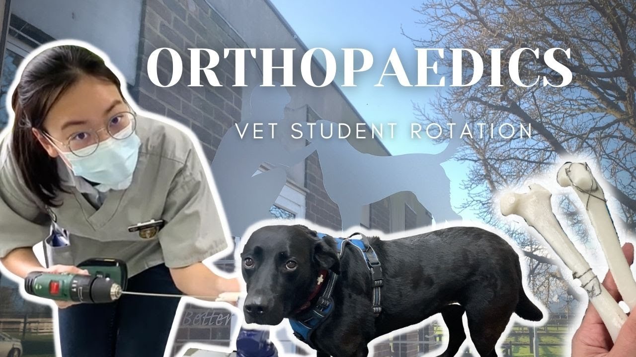Week in the life: drilling some bones in vet school 🐾