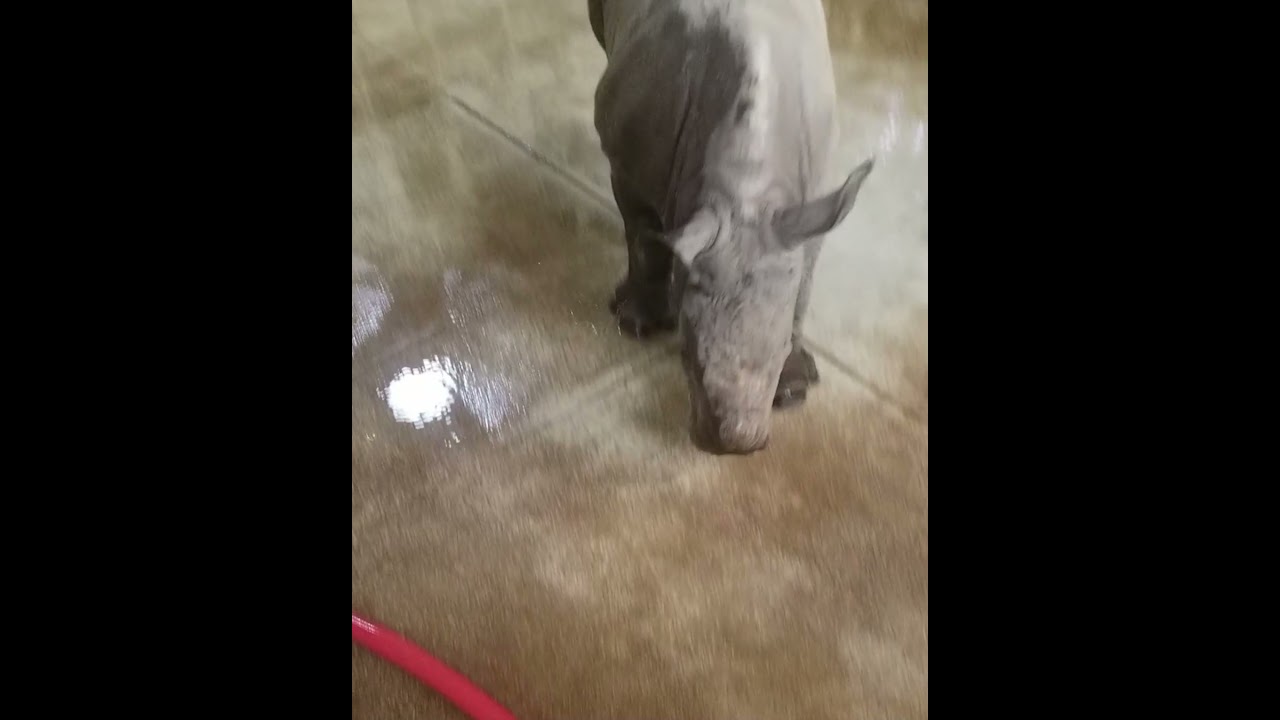 Oh Baby - Baby Rhino Tries Wallowing
