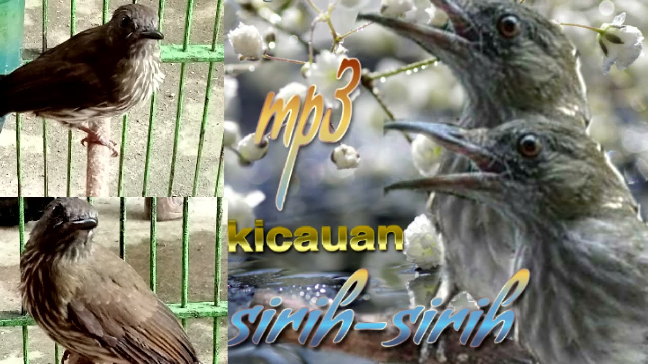 siri siri kecil tembakan pedas,masteran mutai batu dan burung lomba