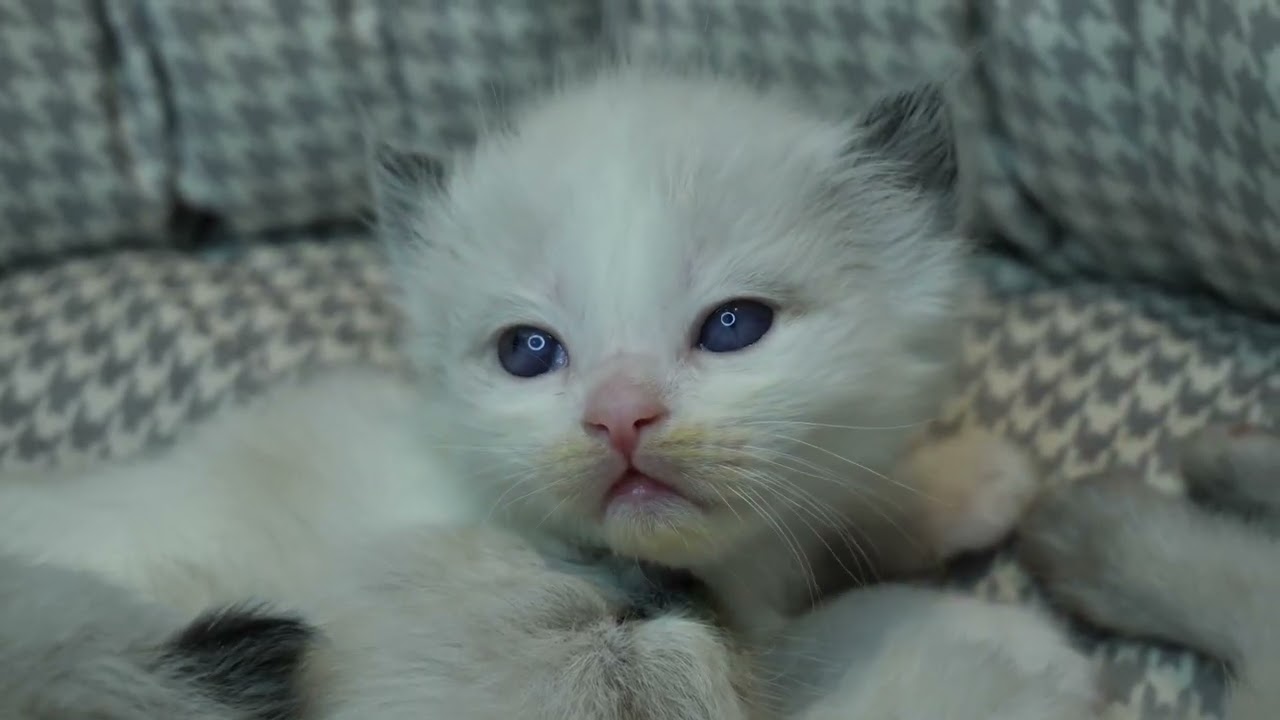 편안한 휴식 고양이 밤 음악🫧｜고양이와 함께하는 힐링 밤