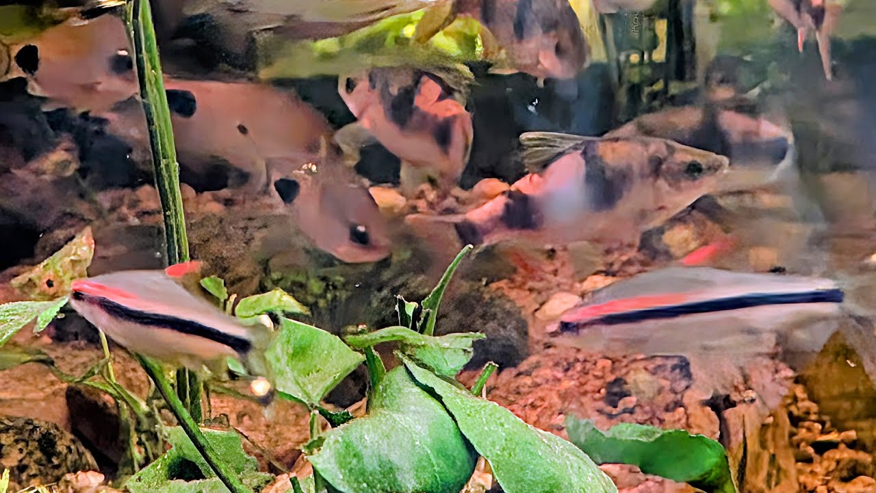 125 Gallon Indian 🇮🇳 Only Barb Tank. Most Beautiful Tropical Fish #barbcity #barbs #india