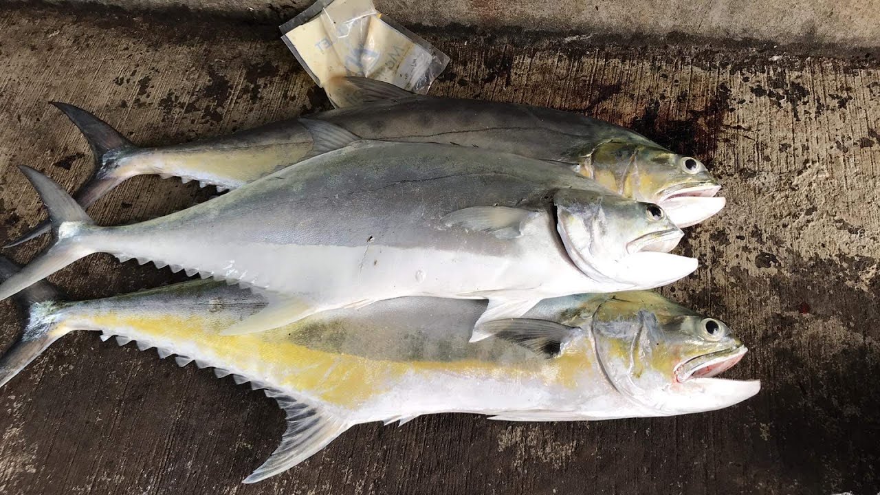 fishing in darwin, 4k video