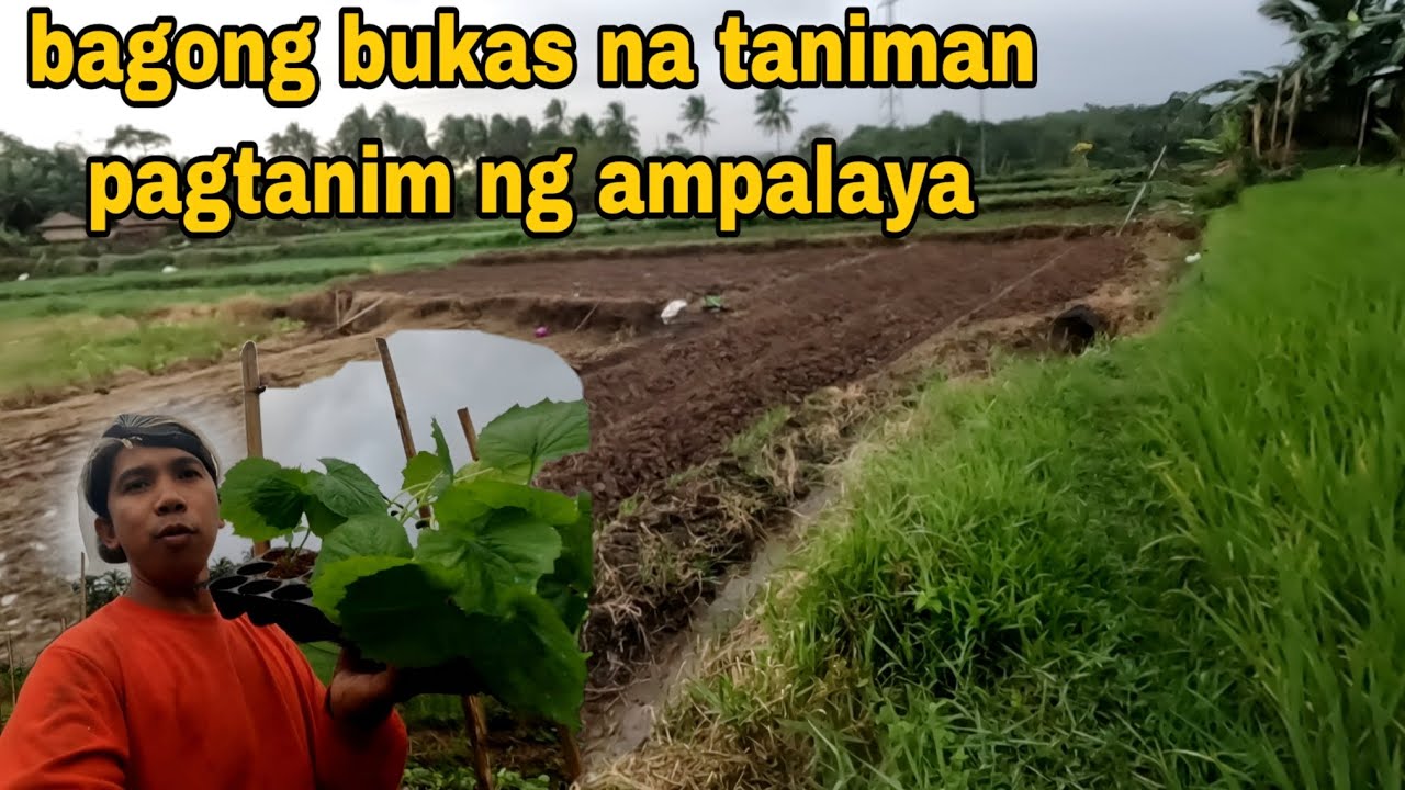 DAG dag tanim ampalaya Pag papalawak ng taniman