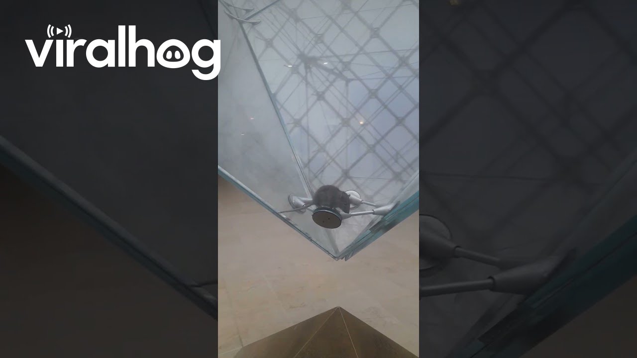 A Rat Inside the Louvre Pyramid in Paris || ViralHog