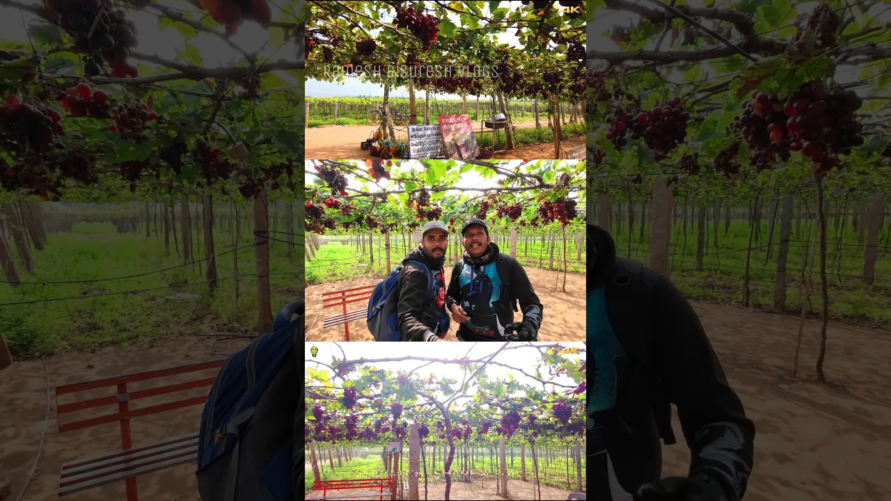 Cumbum Vineyard 😋🤩 Jennis Vineyard Cumbum Tamilnadu #cumbum | Ramesh & Suresh Vlogs