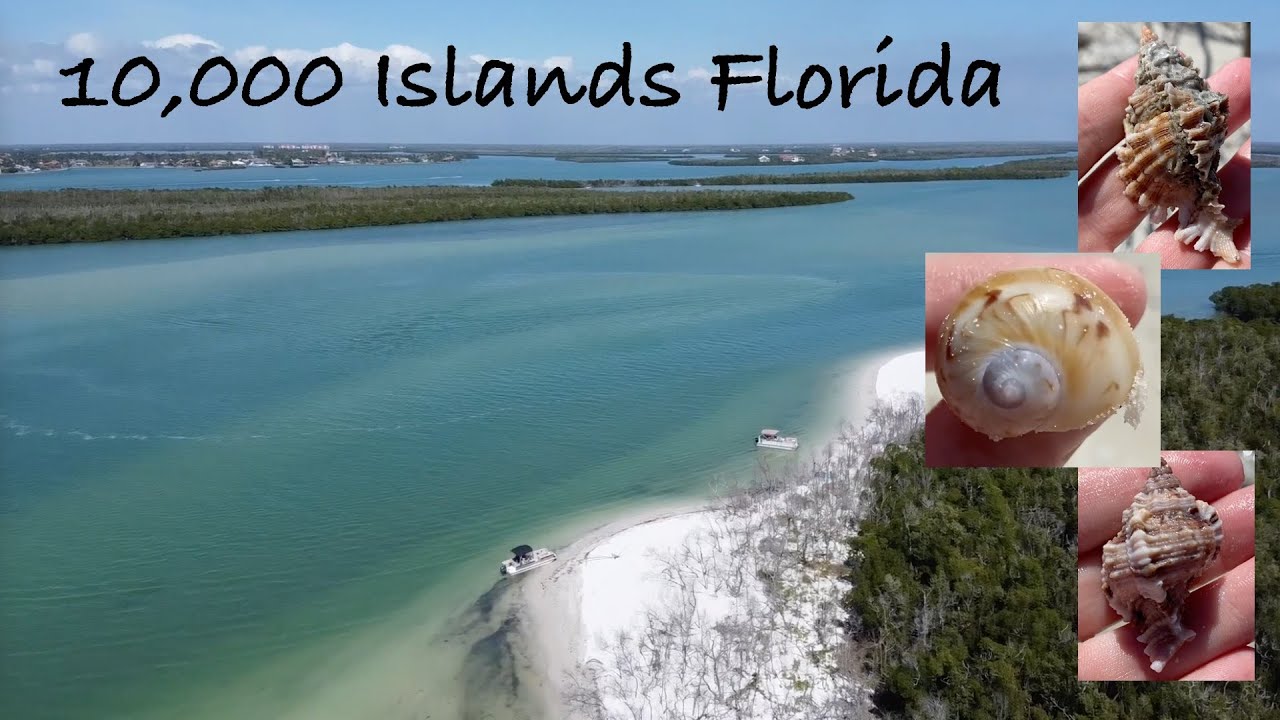 10,000 Islands Florida. Beachcombing, shelling and beautiful views! No boat, no problem. Part 2.