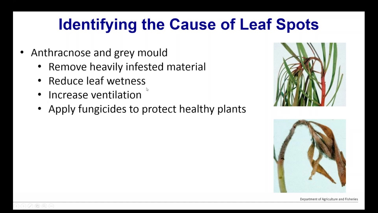 Webinar - Leaf Spots and Fungicides