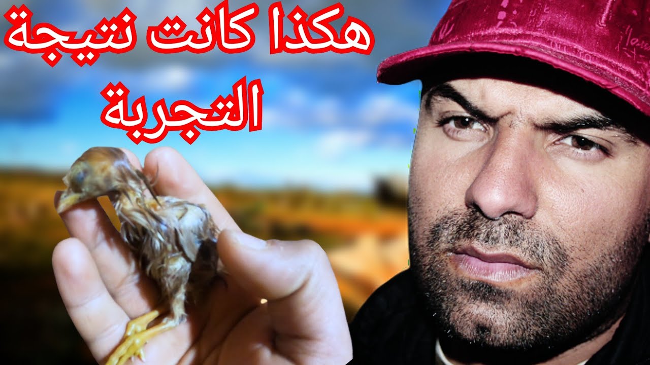 احذر!!! 😲 ترقيد البيض على دجاج الرود ايلاند الاحمر | نتيجة مؤلمة😪😪 #الحلقة 24