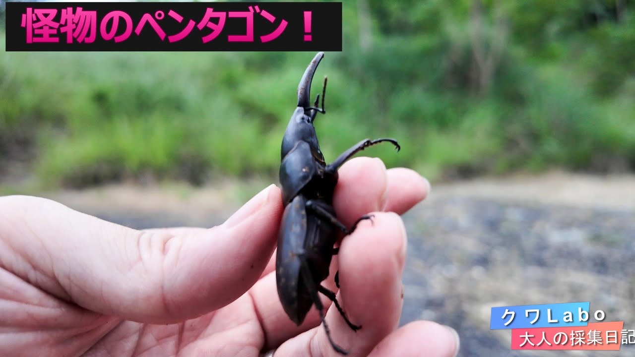 デカすぎ警報発令中！森からボス級ヒラタ連発ｗ