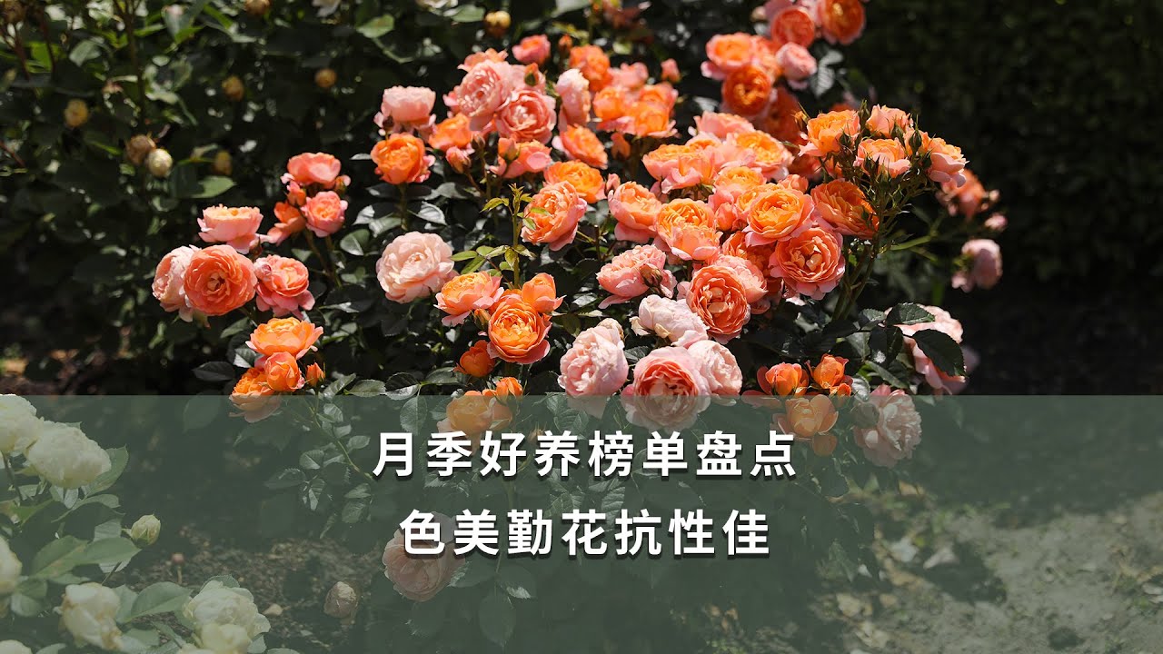 月季好養榜單盤點，色美勤花抗性佳