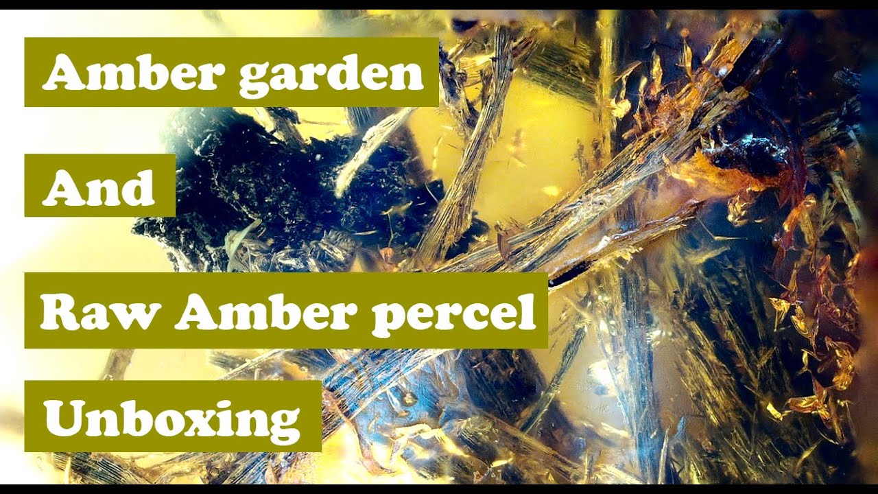 Whole ecosystem in single piece of amber! And raw amber percel unboxing