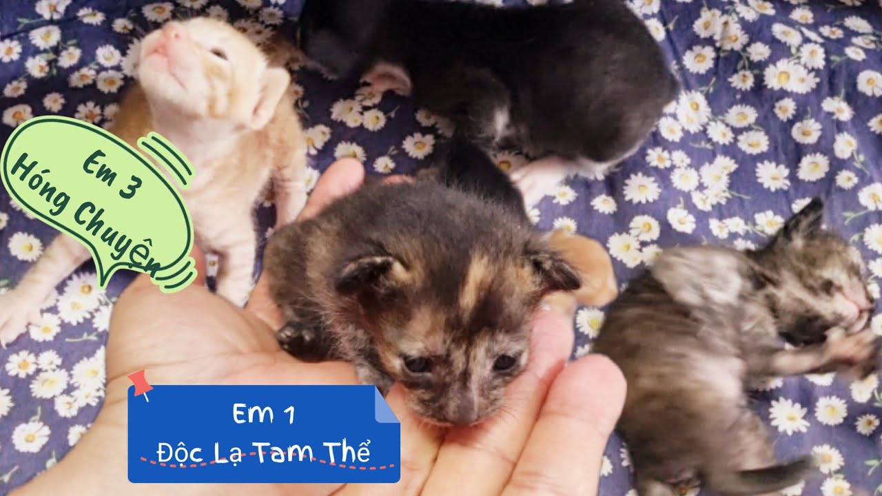 N12 Em 1 Độc Lạ Tam Thể _ Em 3 Hóng Chuyện