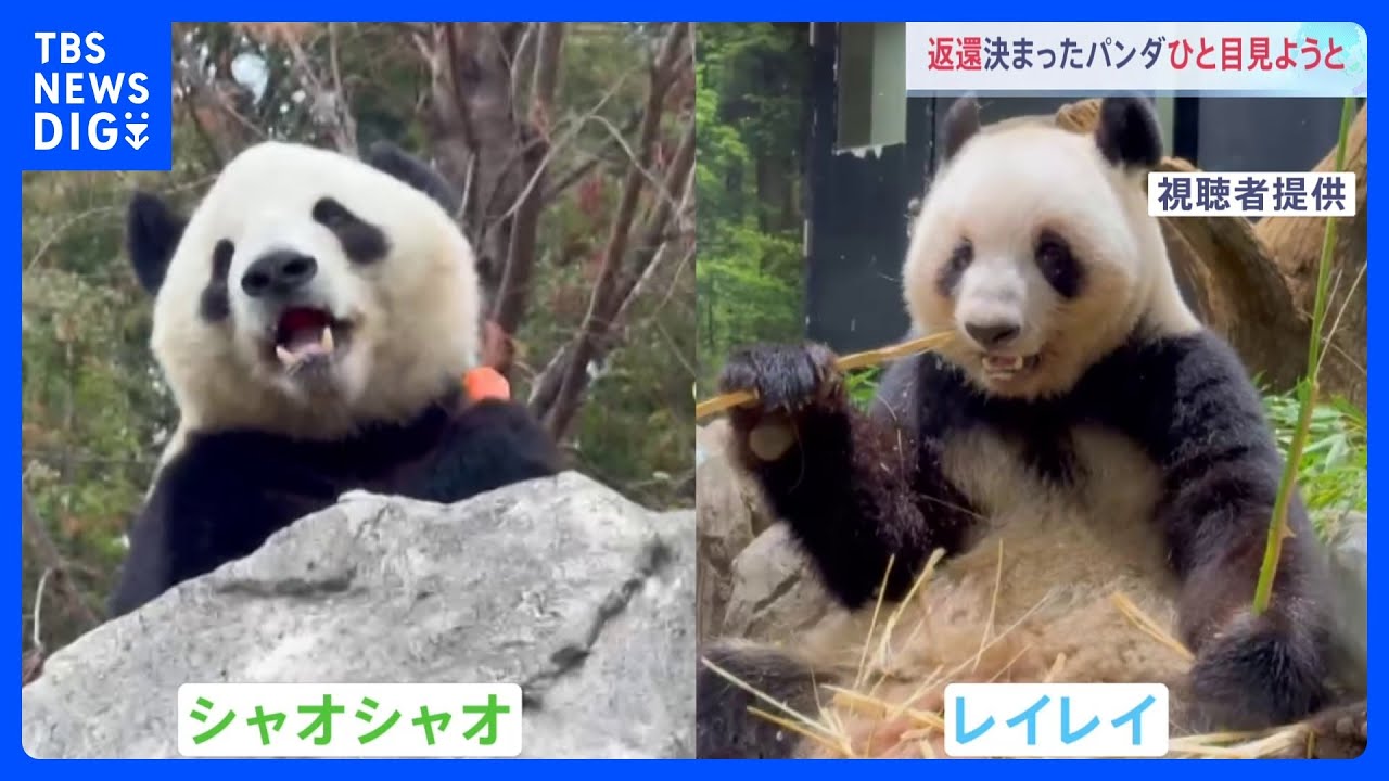 【上野動物園に長蛇の列】「お別れ」発表後はじめての週末　パンダ「シャオシャオ」と「レイレイ」｜TBS NEWS DIG