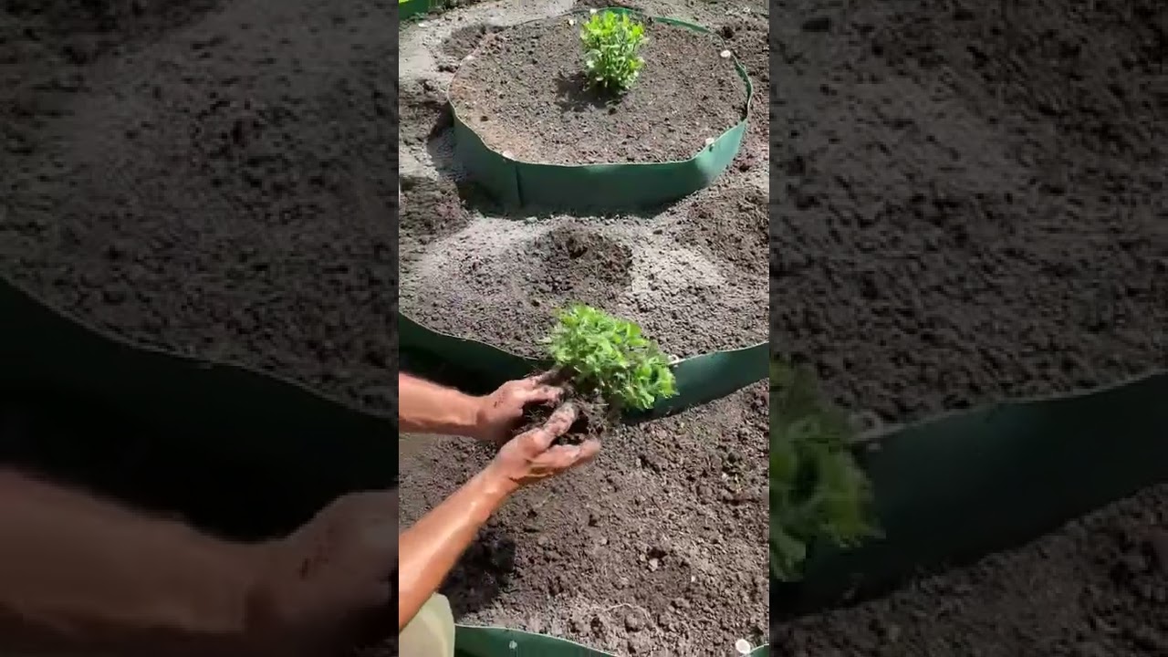 Деление хризантем весной