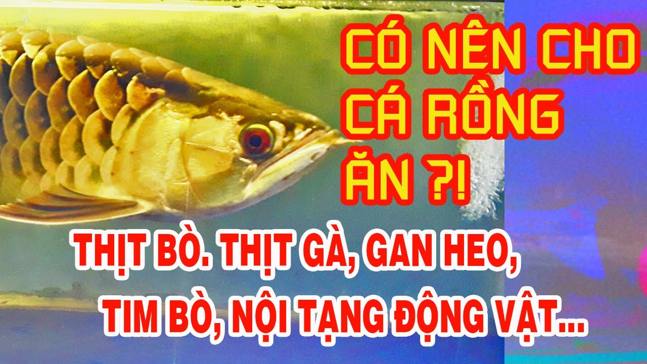 Food Arowana - Có nên cho Cá Rồng ăn thịt bò, thịt gà và các nội tạng động vật ?! #arowana #feeding