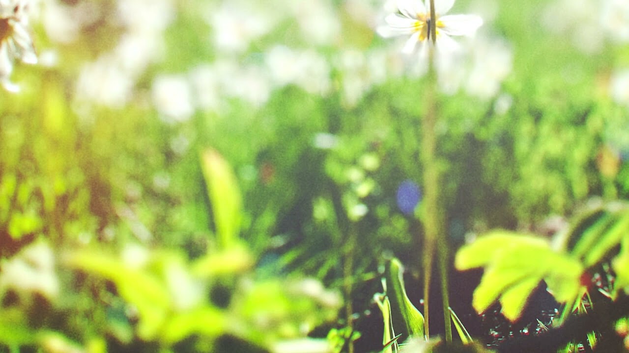 Meadow Field Sound Effect - No Copyright