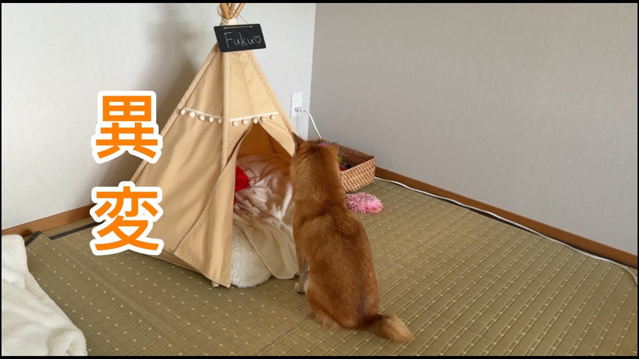愛犬がテントの前から離れなくなった理由が可愛すぎました