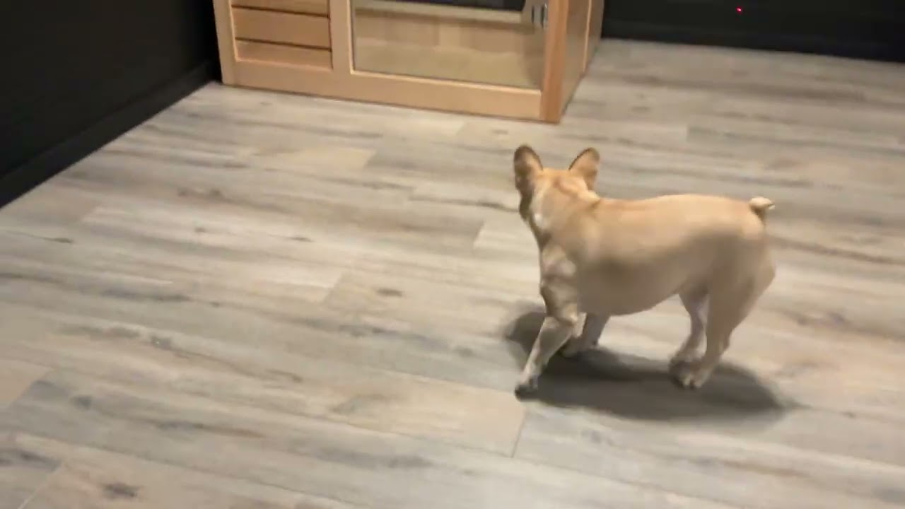 Luna chasing the laser