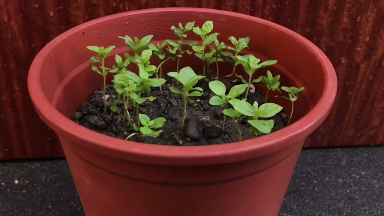 種芭樂