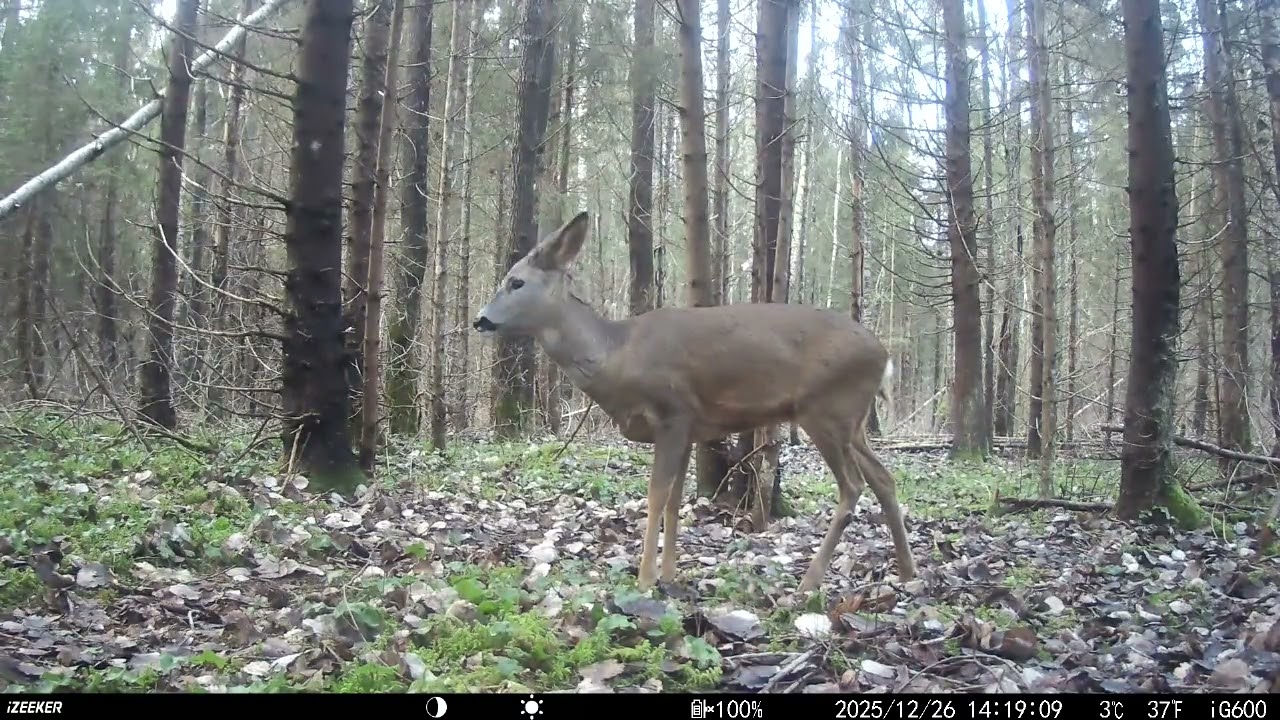 Wildlife Trail Camera Videos/Rajakaamera/ Wildcamera vol 50